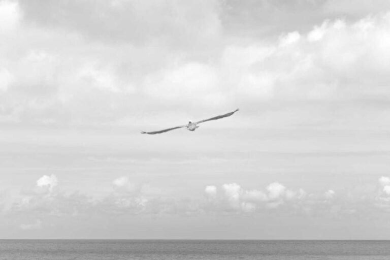 A bird flies with wings outstretched over the ocean under a cloudy sky in a black and white photograph.